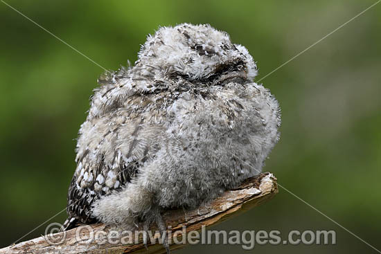 Tawny Frogmouth (Podargus strigoides), hatchling. Found mostly in woodlands and eucalypt forests on mainland Australia and Tasmania. Similar to Marbled Frogmouth (Podargus ocellatus). Photo - Gary Bell
