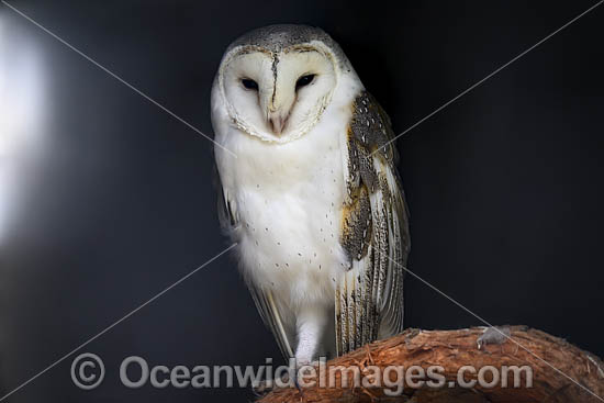 Barn Owl (Tyto alba). Found throughtout Australia, Australia. Photo - Gary Bell Barn Owl (Tyto alba). Found throughtout Australia, Australia. Photo - Gary Bell