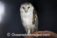Barn Owl Photo - Gary Bell