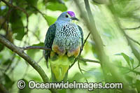 Rose-crowned Fruit Dove Photo - Gary Bell
