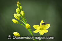 Bulbine Lily Photo - Gary Bell