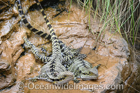 Water Dragon Australia photo