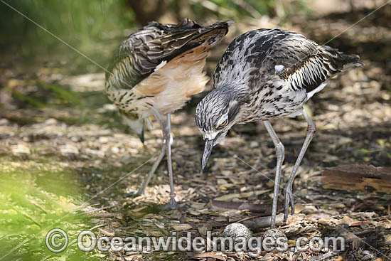 Bush Stone-curlew with eggs photo