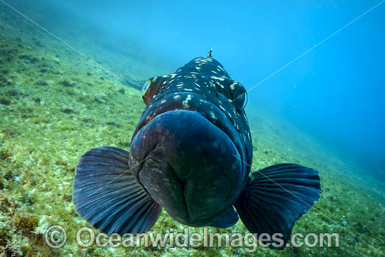 Black Cod photo Black Cod photo