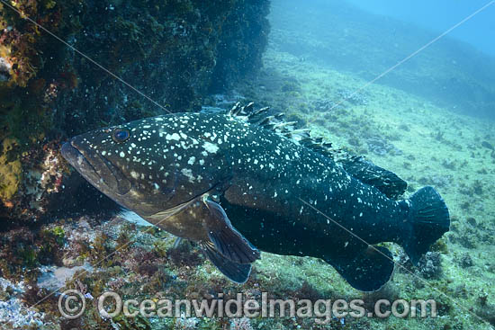 Black Cod photo Black Cod photo