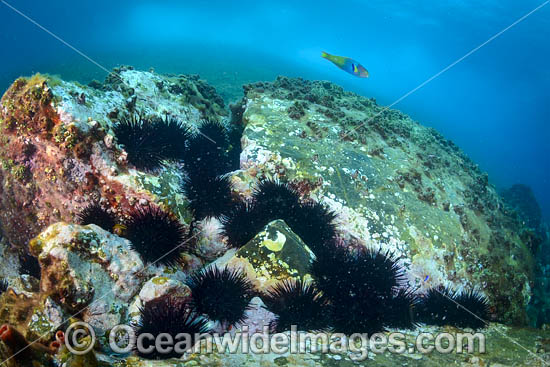 Black Sea Urchin photo