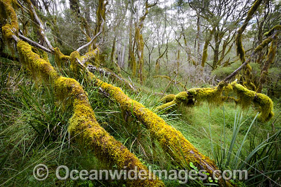 Gondwana Rainforest photo Gondwana Rainforest photo