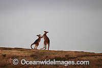 Kangaroos boxing Photo - Gary Bell