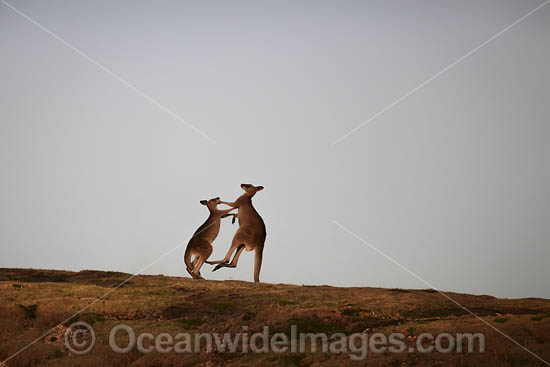 Kangaroos boxing photo