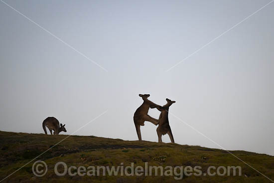 Kangaroos boxing photo Kangaroos boxing photo