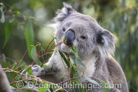 Australian Koala photo