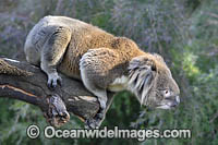 Australian Koala Photo - Gary Bell