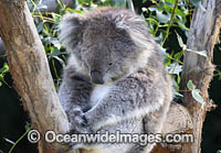 Australian Koala Photo - Gary Bell