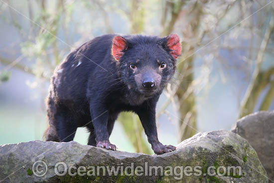 Tasmanian Devil photo Tasmanian Devil photo