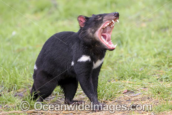Tasmanian Devil photo Tasmanian Devil photo