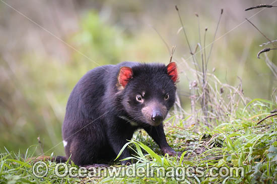 Tasmanian Devil photo Tasmanian Devil photo