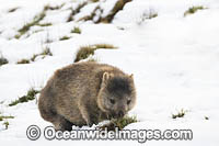 Tasmanian Wombat in snow Photo - Gary Bell