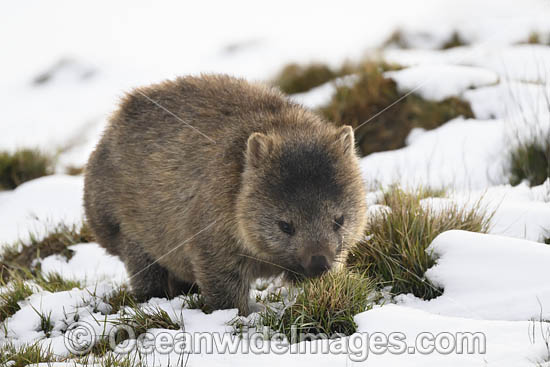 Tasmanian Wombat in snow photo