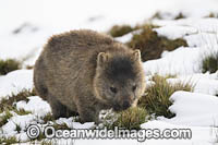 Tasmanian Wombat in snow Photo - Gary Bell