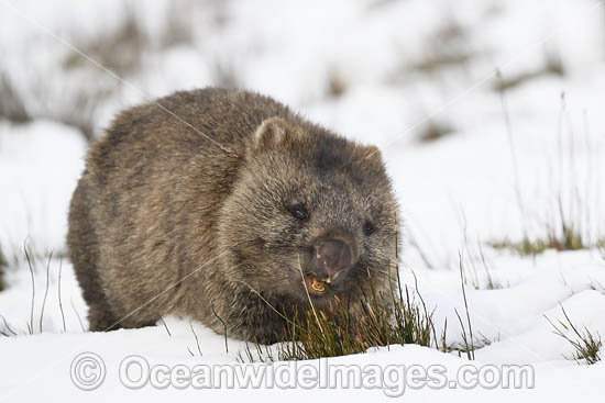 Tasmanian Wombat in snow photo
