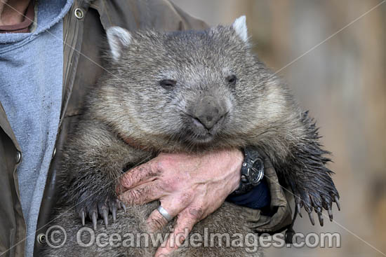 Tasmanian Wombat photo