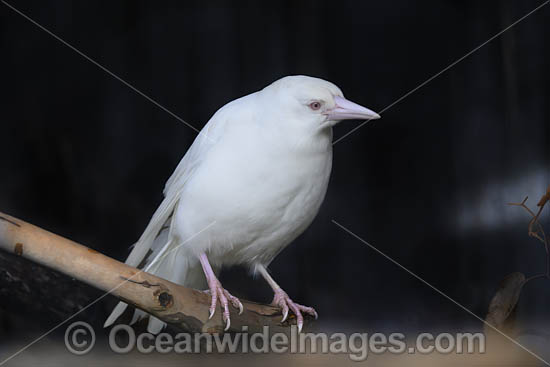 Black-backed Magpie Albino photo