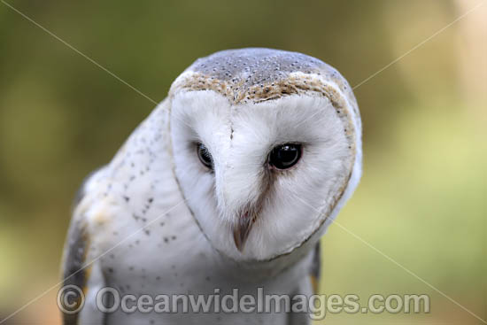 Barn Owl photo Barn Owl photo