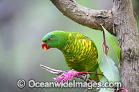 Scaly-breasted Lorikeets Photo - Gary Bell