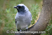 Black-faced Cuckoo-shrike Photo - Gary Bell