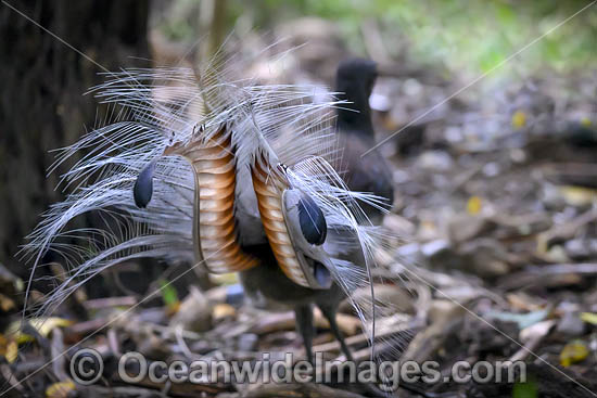 Superb Lyrebird photo Superb Lyrebird photo