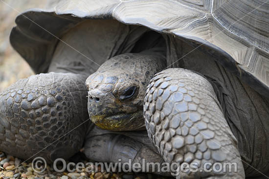 Galapagos Land Tortoise photo