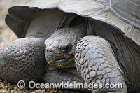Galapagos Land Tortoise Photo - Gary Bell