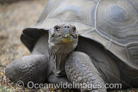 Galapagos Land Tortoise photo