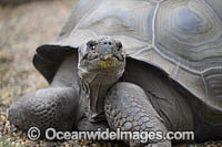 Galapagos Land Tortoise Photo - Gary Bell