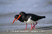 Pied Oystercatcher Photo - Gary Bell