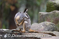 Yellow-footed Rock-wallaby Photo - Gary Bell