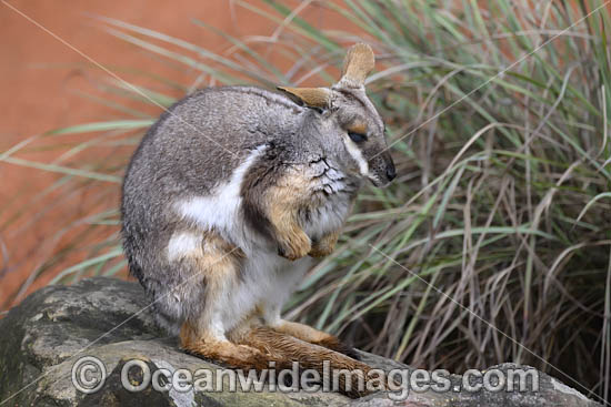 Yellow-footed Rock-wallaby photo