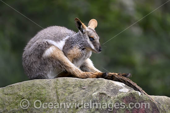 Yellow-footed Rock-wallaby photo