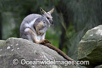 Yellow-footed Rock-wallaby Photo - Gary Bell