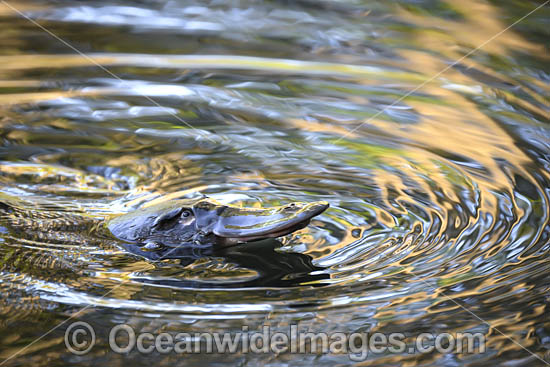 Platypus photo Platypus photo