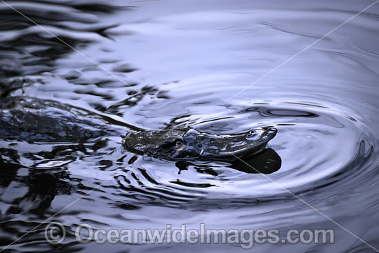 Platypus photo Platypus photo