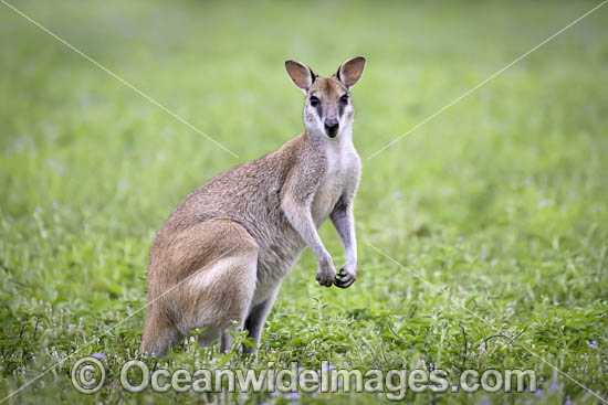 Agile Wallaby photo