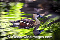 Wandering Whistling-duck Photo - Gary Bell
