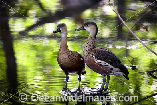 Wandering Whistling-duck photo