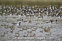 Plumed Whistling Ducks Photo - Gary Bell