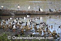 Plumed Whistling Ducks Photo - Gary Bell