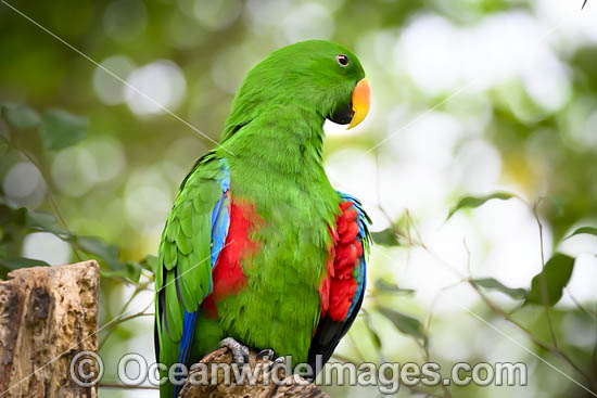 Eclectus Parrot photo