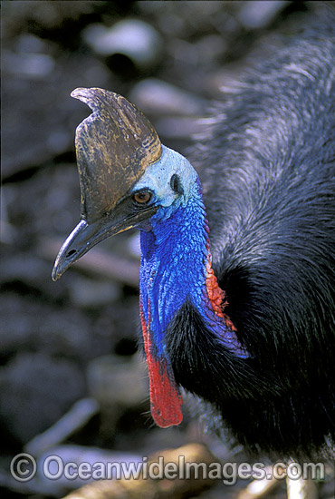 Southern Cassowary Casuarius casuarius photo