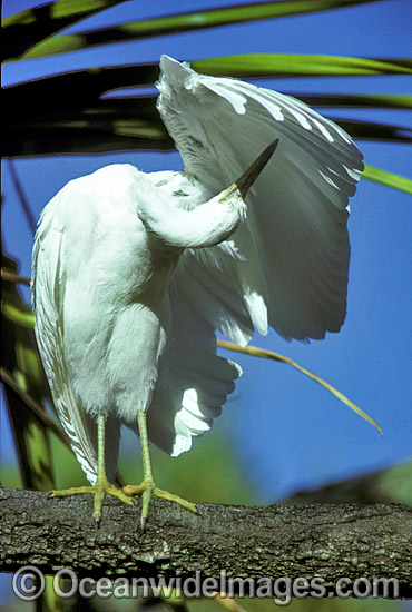 Eastern Reef Egret Egretta sacra photo