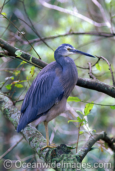 White-faced Heron Egretta novaehollandiae photo